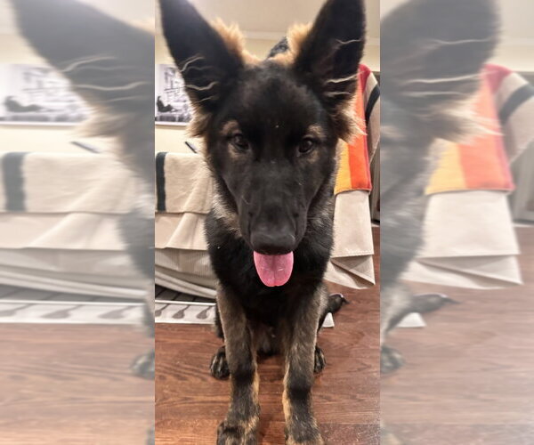 Medium Photo #4 German Shepherd Dog Puppy For Sale in West Sacramento, CA, USA