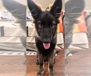 Ghost - Male German Shepherd Dog Dog for Adoption - Photo #4