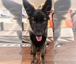 Small Photo #4 German Shepherd Dog Puppy For Sale in West Sacramento, CA, USA