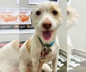 Mutt Dogs for adoption in Ellijay, GA, USA