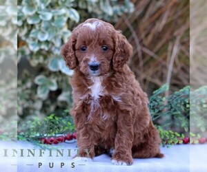 Goldendoodle (Miniature) Puppy for sale in EAST EARL, PA, USA