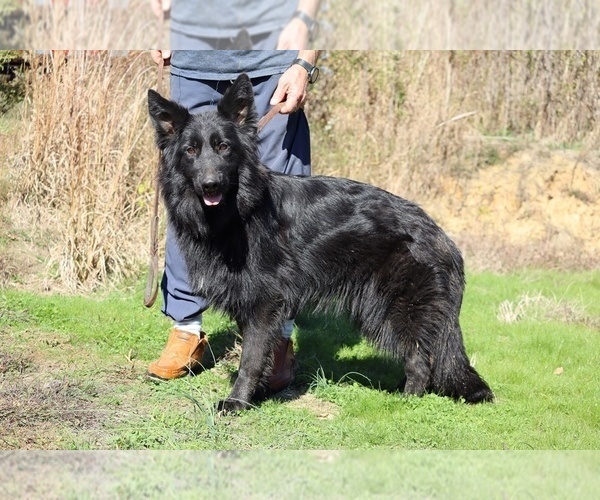 Medium Photo #6 German Shepherd Dog Puppy For Sale in DYERSBURG, TN, USA