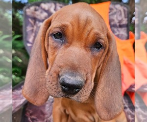 Redbone Coonhound Puppy for sale in DENVER, PA, USA