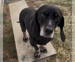 Small Basschshund