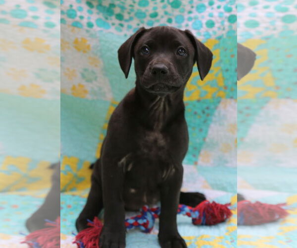 Medium Photo #7 Mutt Puppy For Sale in Wakefield, RI, USA