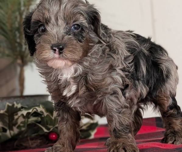 Medium Photo #5 Cockapoo (Miniature) Puppy For Sale in GOSHEN, IN, USA