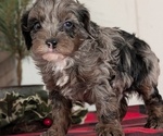 Small #4 Cockapoo (Miniature)