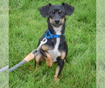 Small #5 Chiweenie