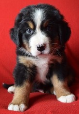 Bernese Mountain Dog Puppy for sale in GRAND JUNCTION, CO, USA