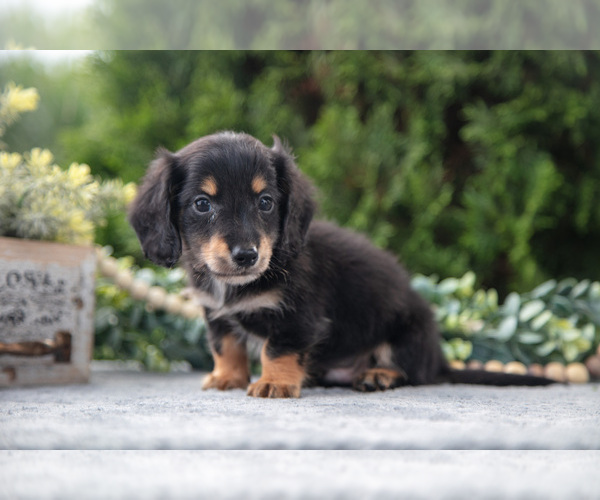 Medium Photo #3 Dachshund Puppy For Sale in GOSHEN, IN, USA