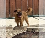Small #3 Brussels Griffon