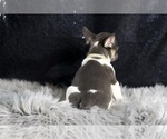Small Photo #13 French Bulldog Puppy For Sale in WARSAW, IN, USA
