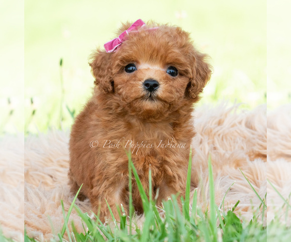 Medium Photo #16 Maltipoo (Toy) Puppy For Sale in WARSAW, IN, USA