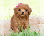 Small #3 Maltipoo (Toy)