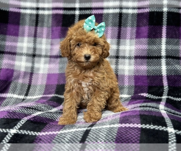 Medium Photo #3 Poodle (Toy) Puppy For Sale in LAKELAND, FL, USA