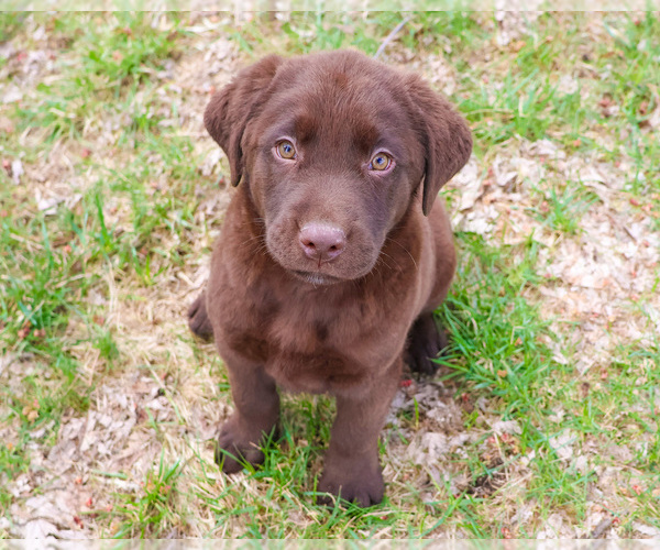 Medium Photo #1 Labrador Retriever Puppy For Sale in SYRACUSE, IN, USA