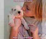 Small Photo #41 Dogo Argentino Puppy For Sale in JANE, MO, USA
