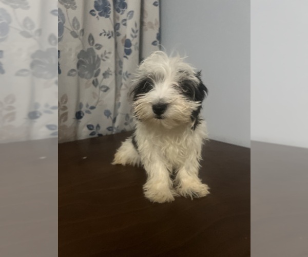 Medium Photo #8 Havanese Puppy For Sale in DURHAM, CT, USA