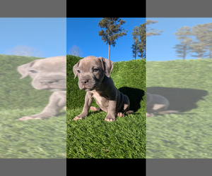 American Bully Puppy for sale in GROVETOWN, GA, USA
