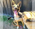 Small German Shepherd Dog