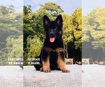 Small #2 German Shepherd Dog