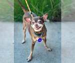 Small #2 Chihuahua Mix