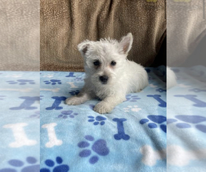 West Highland White Terrier Puppy for sale in EDINBURG, PA, USA