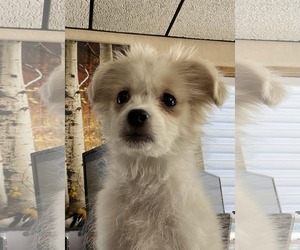 ShiChi Dog for Adoption in Minneapolis, Minnesota USA