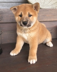 Shiba Inu Puppy for sale in AIEA, HI, USA