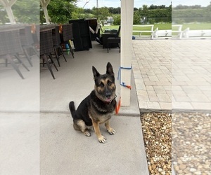 Father of the German Shepherd Dog puppies born on 07/07/2026