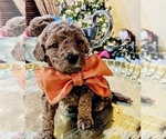 Small Photo #1 Goldendoodle Puppy For Sale in EAGLE, ID, USA