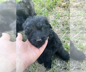 Doodle-Poodle (Miniature) Mix Puppy for sale in WALTERBORO, SC, USA