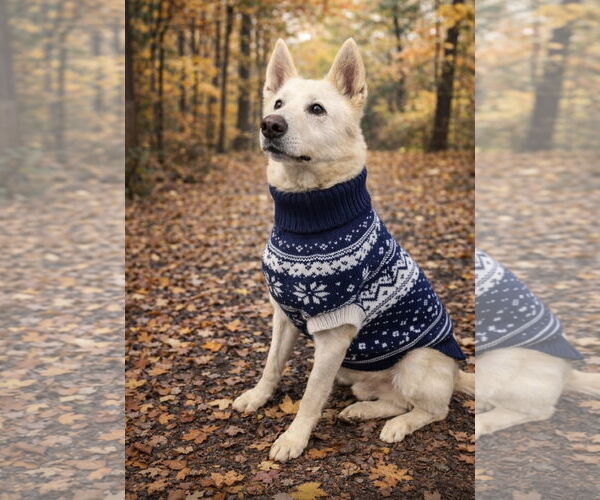 Medium Photo #6 Siberian Husky-Unknown Mix Puppy For Sale in Euless, TX, USA