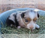 Small Photo #9 Miniature Australian Shepherd Puppy For Sale in WITTMANN, AZ, USA