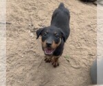 Small Rottweiler
