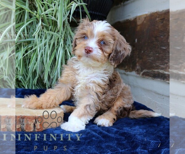 Medium Photo #2 Cavapoo (Miniature) Puppy For Sale in NARVON, PA, USA