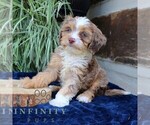 Small #1 Cavapoo (Miniature)