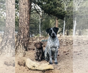 American Pit Bull Terrier-German Shorthaired Pointer Mix Puppy for sale in FLORISSANT, CO, USA