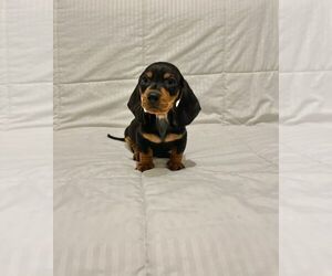 Dachshund Dog for Adoption in SAN DIEGO, California USA