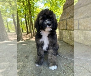Bernedoodle Puppy for sale in BREMEN, AL, USA