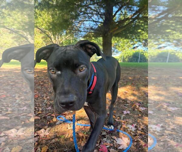 Medium Photo #3 American Staffordshire Terrier-Eurasier Mix Puppy For Sale in Front Royal, VA, USA