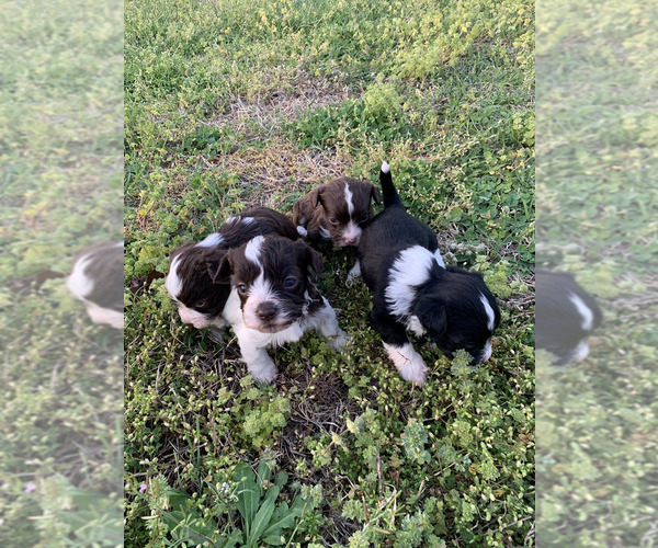 Medium Photo #1 Havanese Puppy For Sale in ARCADIA, OK, USA