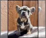 Small #2 French Bulldog