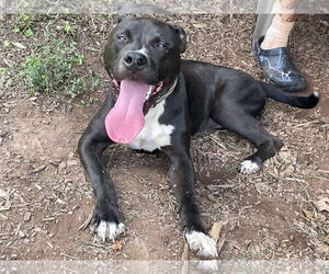 American Pit Bull Terrier-Labrador Retriever Mix Dogs for adoption in Rustburg, VA, USA