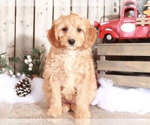Aussie-Poo Puppy for sale in MOUNT VERNON, OH, USA