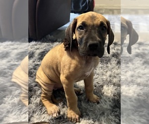 Great Dane Puppy for Sale in AMARILLO, Texas USA