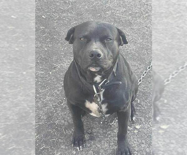 Medium Photo #1 American Staffordshire Terrier-Unknown Mix Puppy For Sale in San Antonio, TX, USA