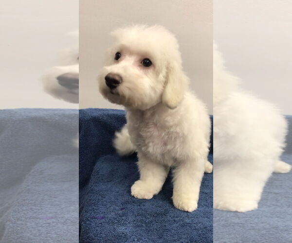 Medium Photo #3 Bichon Frise Puppy For Sale in Lincolnwood, IL, USA