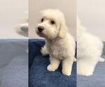 Small #2 Bichon Frise