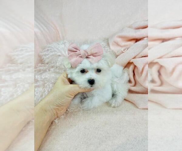 Medium Photo #2 Maltese Puppy For Sale in NAPLES, FL, USA